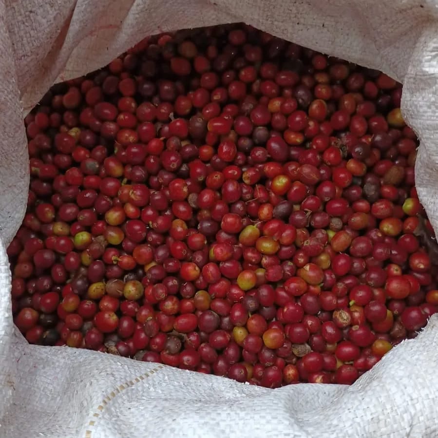 Chinchina